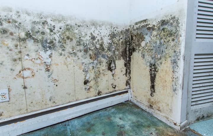 residential mold removal experts in St. Joseph